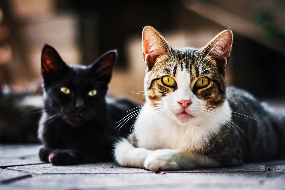 Descubre las fascinantes y variadas razas de gatos que existen en el mundo